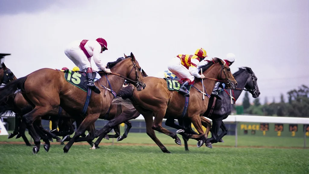 Horse racing betting types | Horse racing how to bet